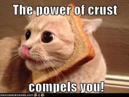 Lolcats: You Can't Resist His Holy Wheatiness! 