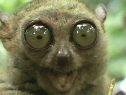 Tarsier Eating