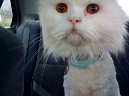 Lion Cut Persian Cat