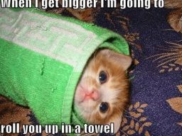 When I get bigger I'm going to roll you up in a towel. LOLCat