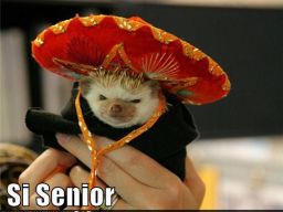 Hedgehog - "Si Señor"