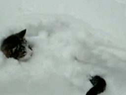 insaniainsomemonia:maridinger:Snow cats http://bit.ly/xXnZdA