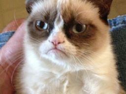 Tard the Grumpy Cat, A Sour Faced Kitten That Isn’t Really&#8230; http://bit.ly/OiKefX