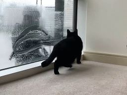 Black Cat & Window Washer